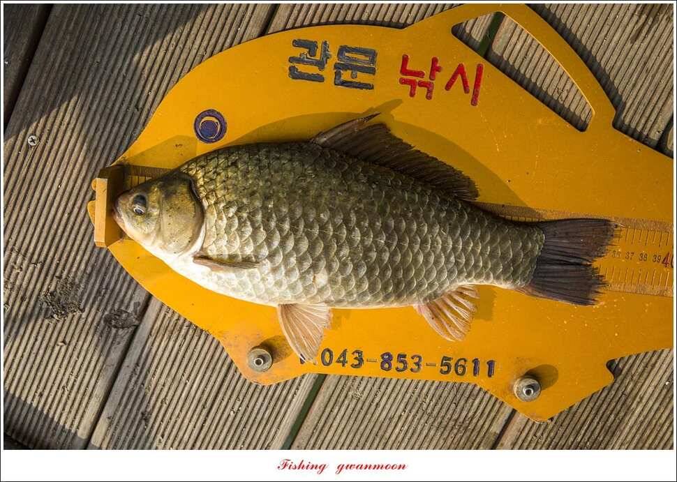 제일 낚시터 36 cm31 cm 월척칠성지 허리급 월척 조황 (조황조행기 - 특파원조황)