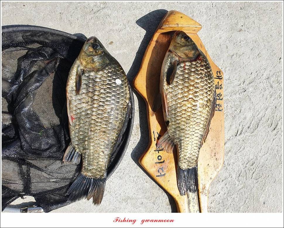 목벌 43 cm37 cm소류지 4 짜솔 낚시터 월척화곡지 대물 조황 (조황조행기 - 특파원조황)