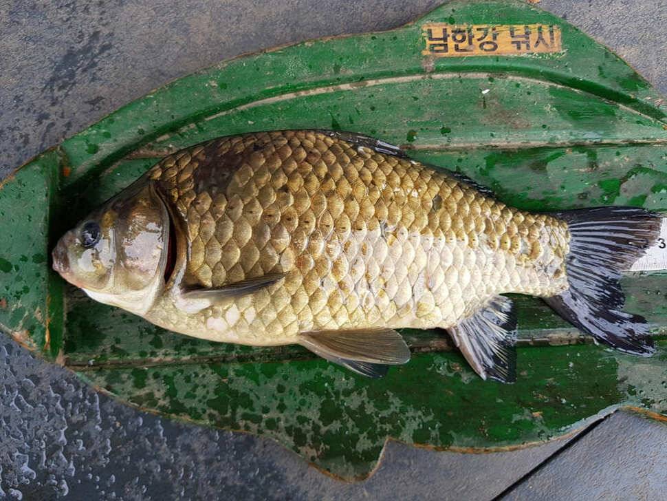 하천낚시터 41cm 대물붕어 소식 (조황조행기 - 특파원조황)