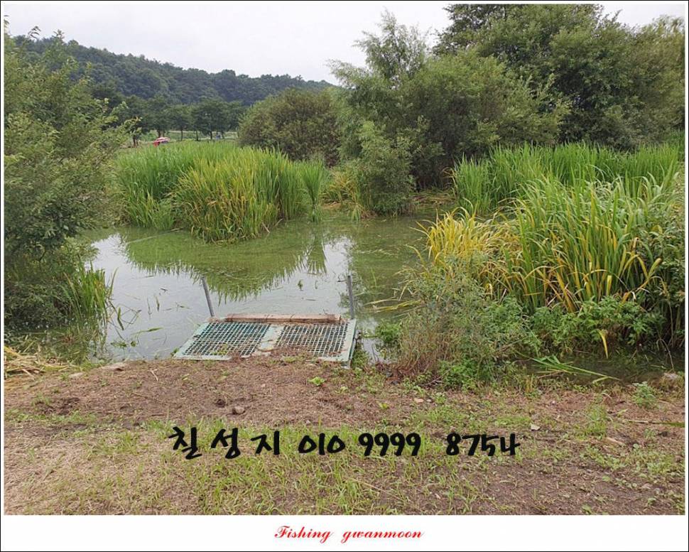 솔 낚시터 45 cm41 cm화곡지칠성지 조황 (조황조행기 - 특파원조황)