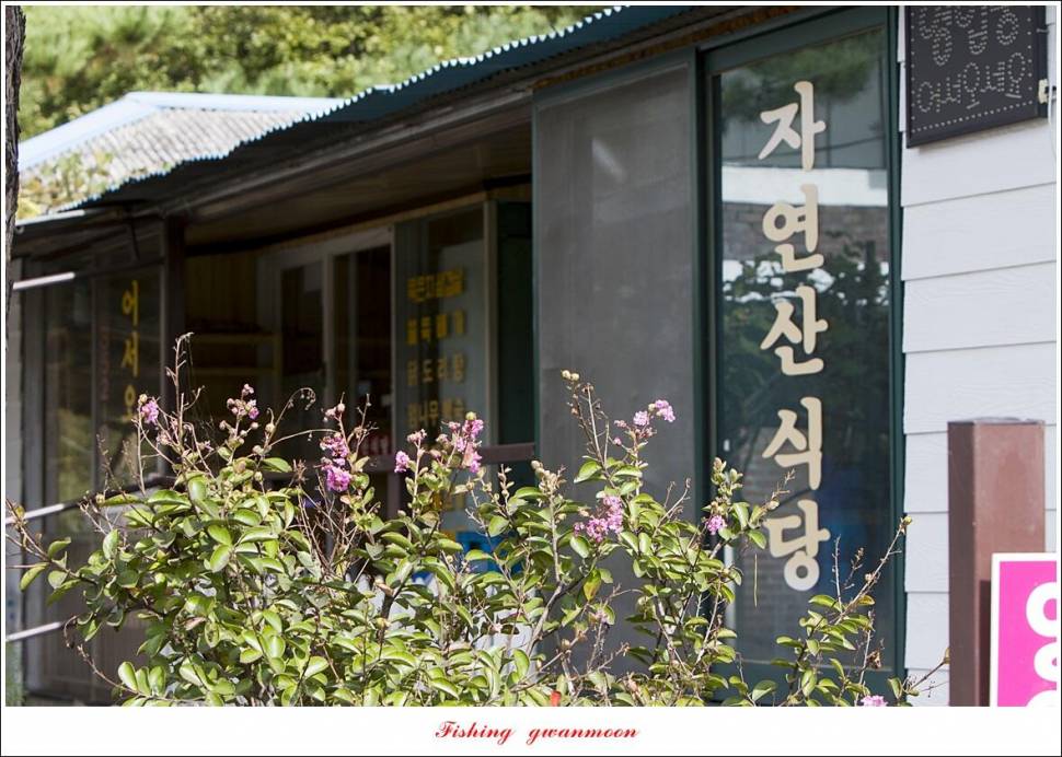 솔 낚시터 41 cm 종점 허리급 월척 조황 (조황조행기 - 특파원조황)