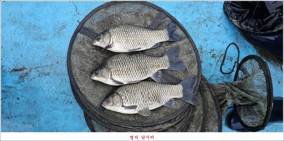 제일 낚시터 대박 조황명서 낚시터 호조황 (조황조행기 - 특파원조황)
