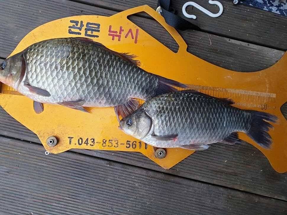 돌감제일 월척 조황 (조황조행기 - 특파원조황)