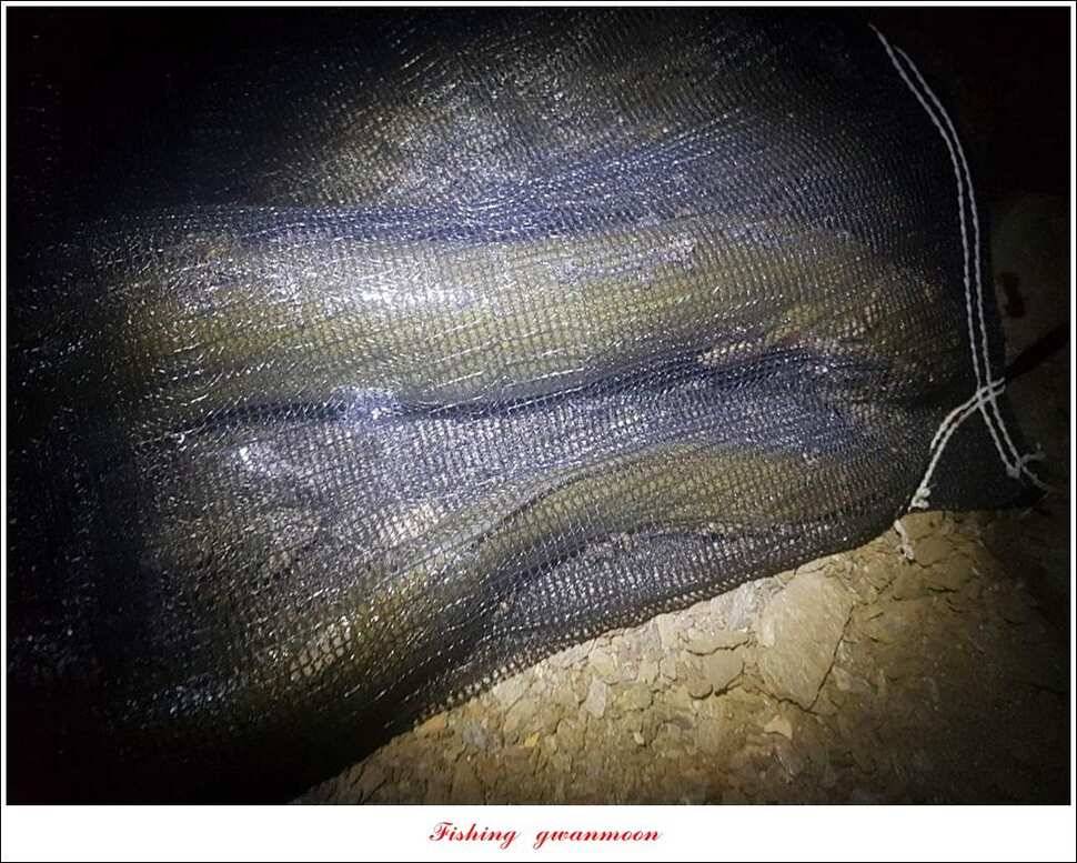 늘푸른 월척키로장어신매 월척돌감 월척 조황 (조황조행기 - 특파원조황)
