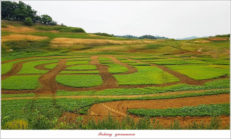 한버들 4 짜목벌 4 짜화곡지 4 짜달천강 4 짜 (조황조행기 - 특파원조황)