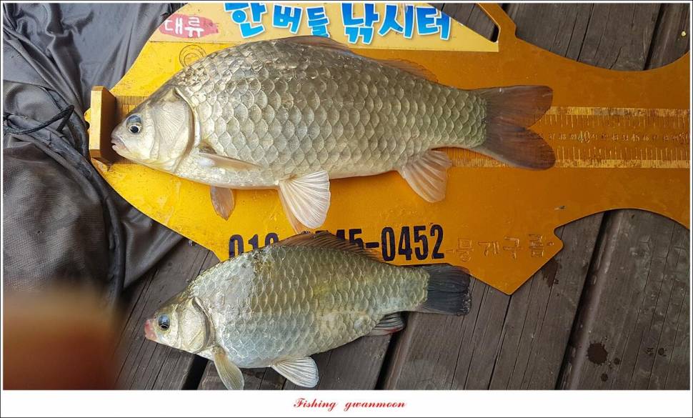 돌감충주호 노지칠성지한버들실리곡신리 4 짜 조황 (조황조행기 - 특파원조황)