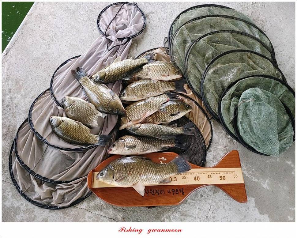 제일 43 cm40 cm화곡지 4 짜 조황 (조황조행기 - 특파원조황)