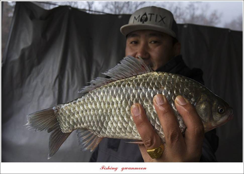솔 39 cm32 cm돌감 34 cm 월척 조황 (조황조행기 - 특파원조황)