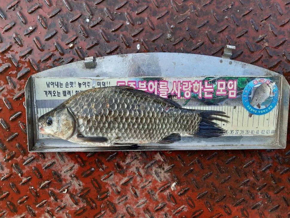 하천 4짜에 마릿수도 대박목벌도 4짜명서에도 꾸준한 조황 (조황조행기 - 특파원조황)