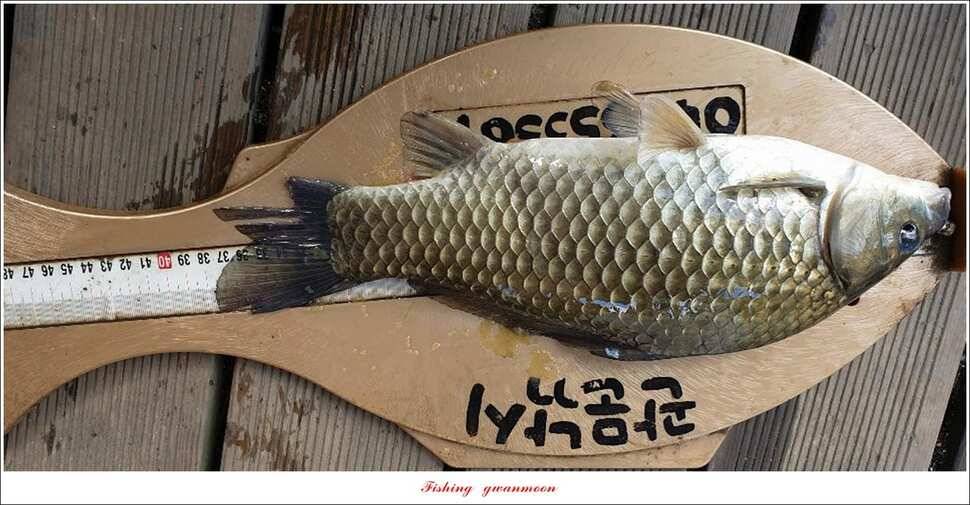 신매 44 cm 대물돌감 4 짜늘푸른제일 월척 조황 (조황조행기 - 특파원조황)