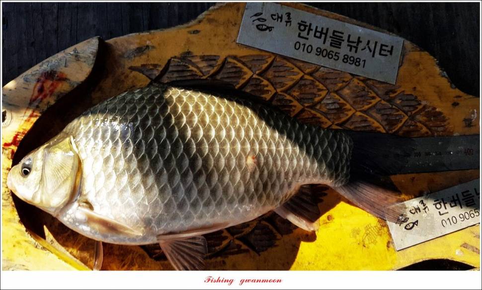 돌감 최대어 이벤트한버들 허리급 월척 조황 (조황조행기 - 특파원조황)