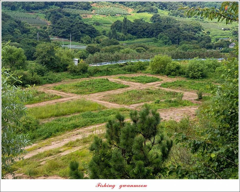 충주호 오름수위화곡지 조황 (조황조행기 - 특파원조황)