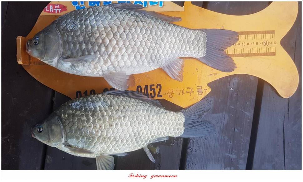 한버들 44 cm신리 415 cm41 cm실리곡 4 자돌감 4 짜화곡지 4 짜솔 37 cm 조황 정보 (조황조행기 - 특파원조황)