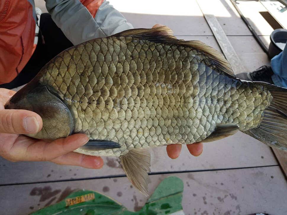 하천낚시터 41cm 대물붕어 소식 (조황조행기 - 특파원조황)