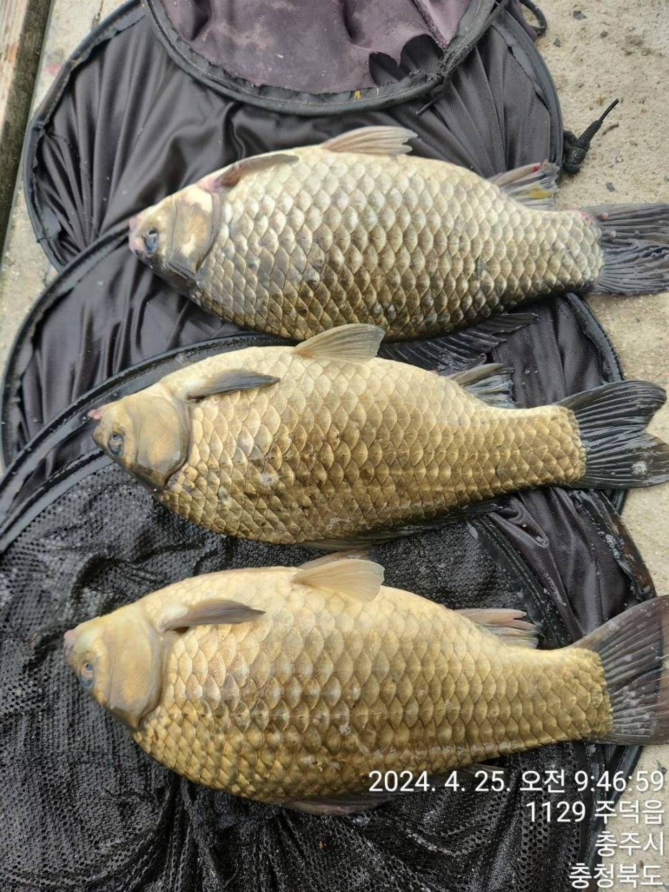 달천강 46 cm44 cm 화곡지 4 짜 대물 조황 (조황조행기 - 특파원조황)
