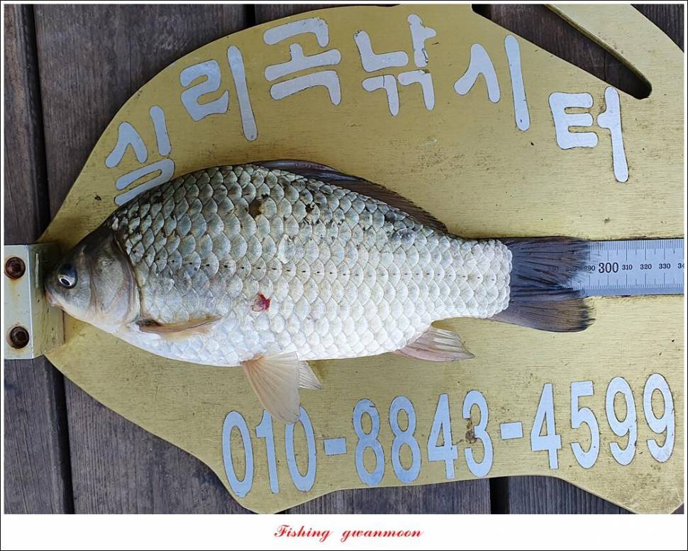 신리 47 cm한버들 415 cm실리곡 41 cm광월지 415 cm (조황조행기 - 특파원조황)