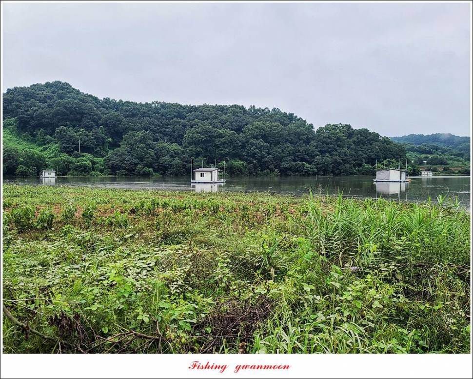 충주호 만수위 및 신리 4 짜 대물 조황 (조황조행기 - 특파원조황)