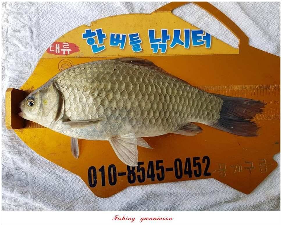 한버들 4 짜 2 수신리 4 짜실리곡 월척칠성지 4 짜 조황 (조황조행기 - 특파원조황)