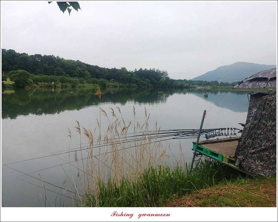 실리곡 4 짜돌감 395 cm칠성지 4 짜 (조황조행기 - 특파원조황)