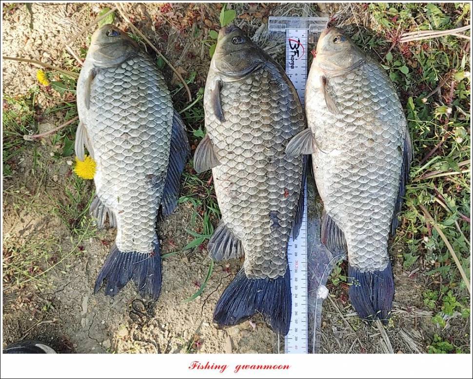 돌감충주호 노지칠성지한버들실리곡신리 4 짜 조황 (조황조행기 - 특파원조황)