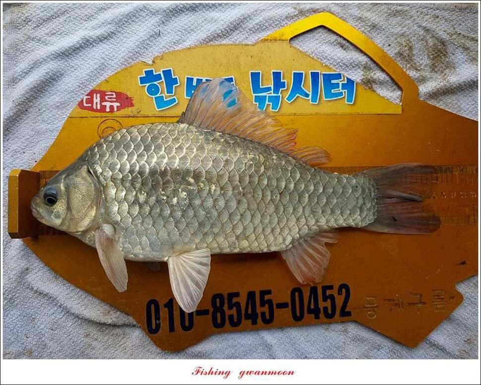 충주호 오름수위한버들 월척 조황 (조황조행기 - 특파원조황)
