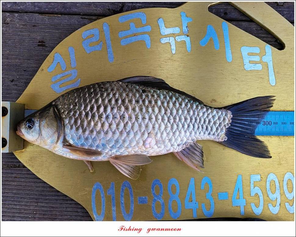 실리곡돌감 월척 조황 (조황조행기 - 특파원조황)