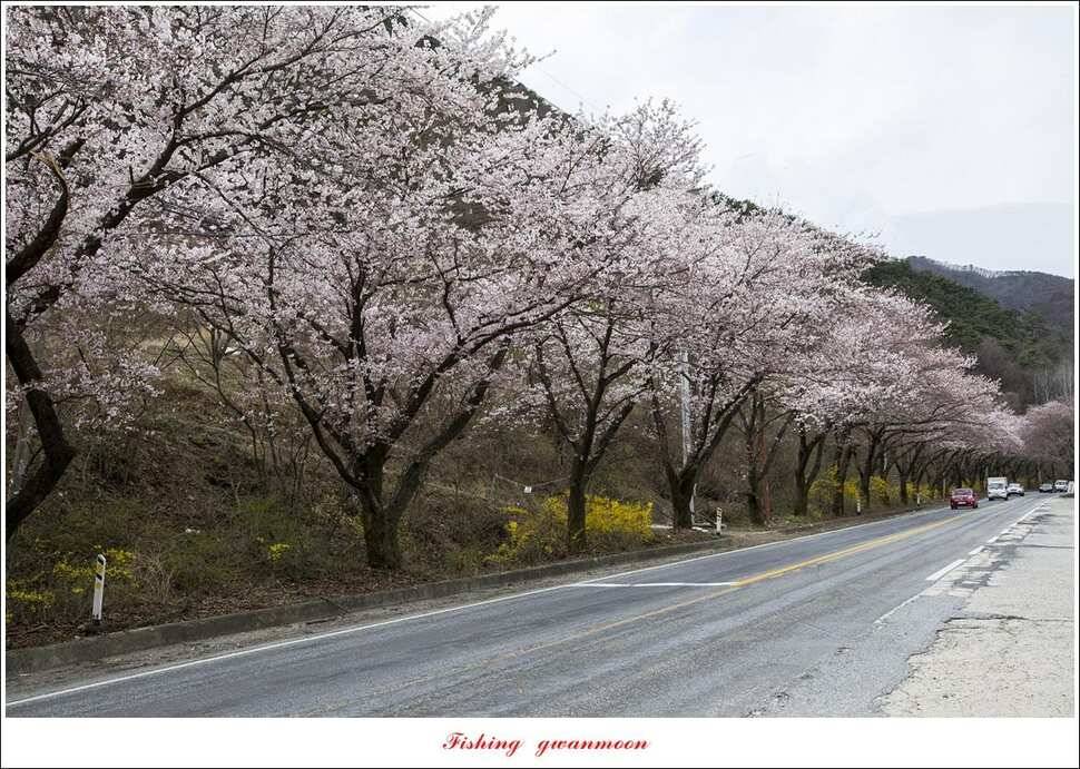 돌감 좌대추평지대제지 현황 (조황조행기 - 특파원조황)