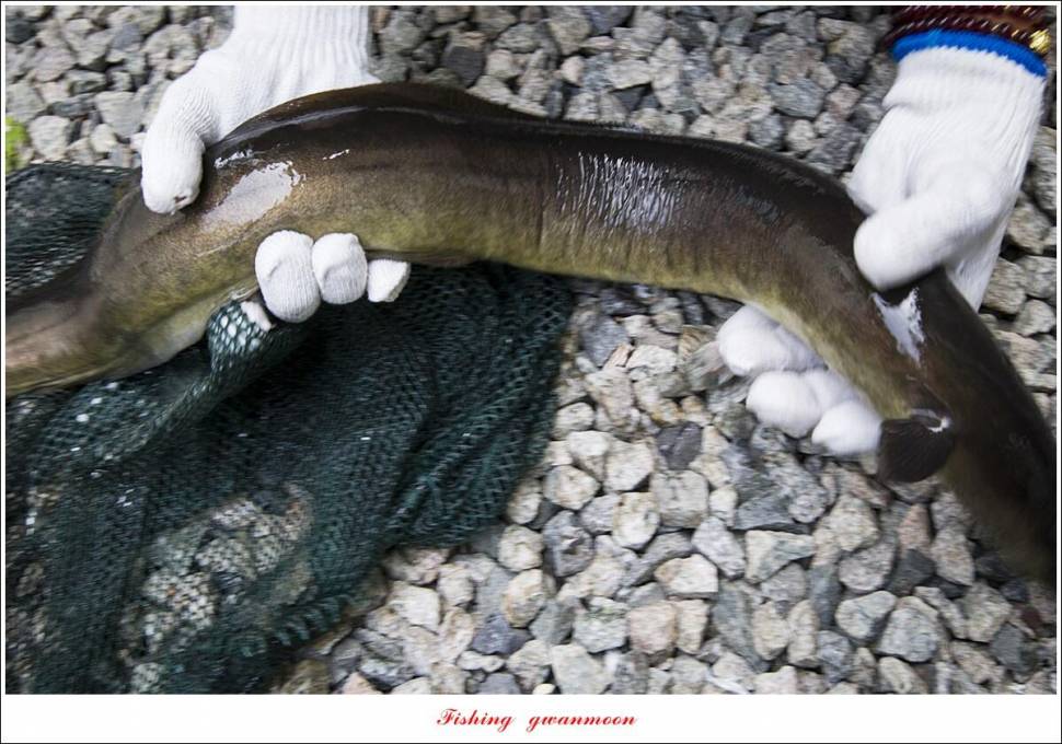 솔 4 짜 대물 및 꽃바위 2 kg 대물 장어 조황 (조황조행기 - 특파원조황)