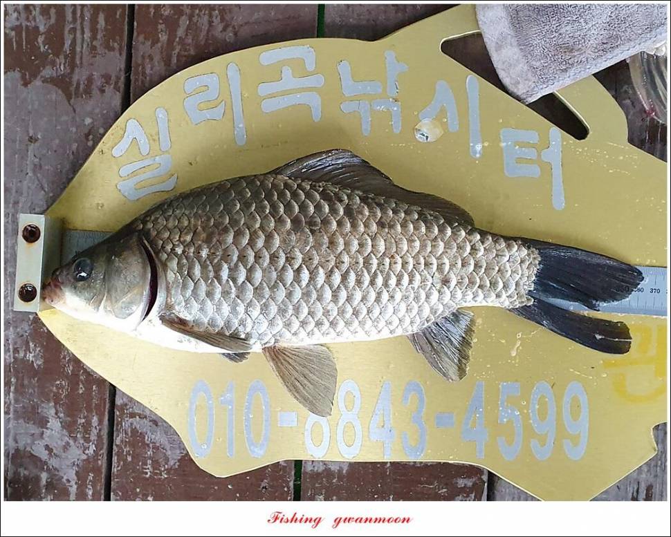 실리곡 43 cm한버들 41 cm 대물 조황 (조황조행기 - 특파원조황)