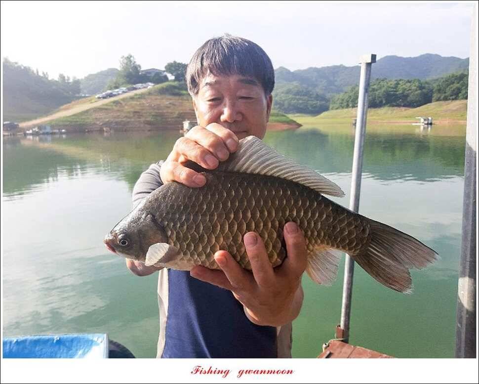 신매 385 cm돌감 385 cm38 cm38cm38cm (조황조행기 - 특파원조황)