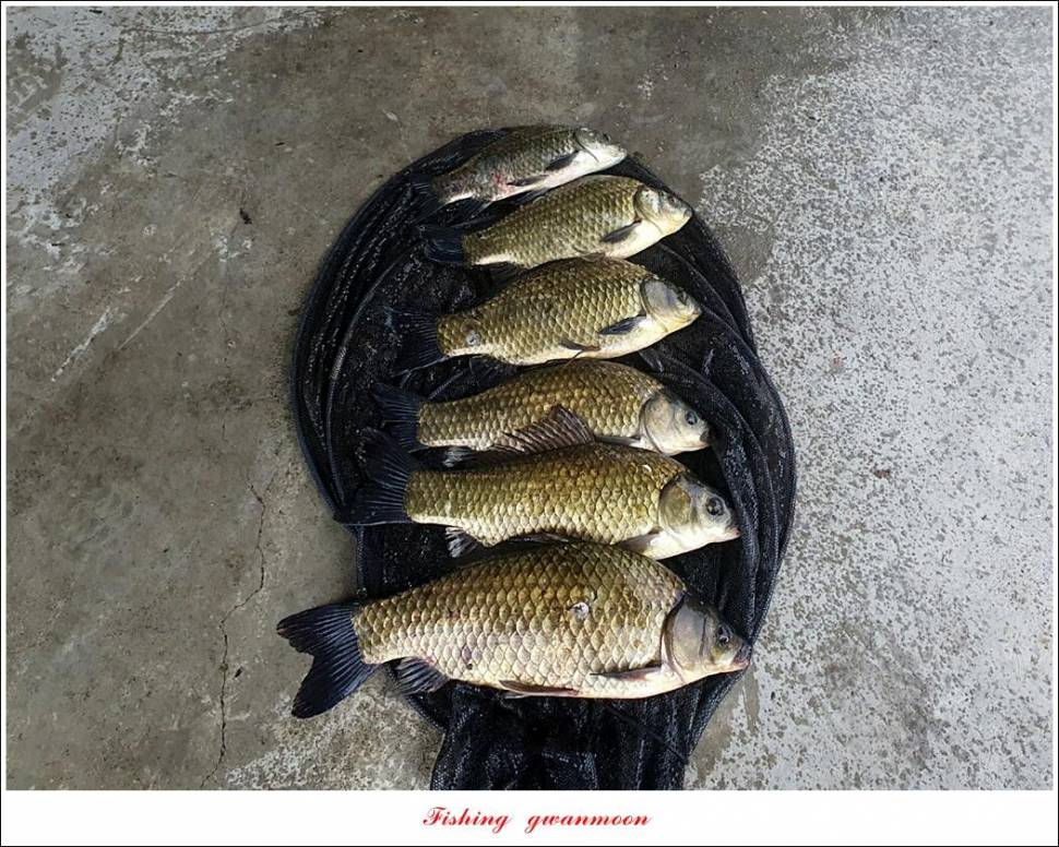 솔 낚시터 41 cm 대물화곡지 조황 (조황조행기 - 특파원조황)