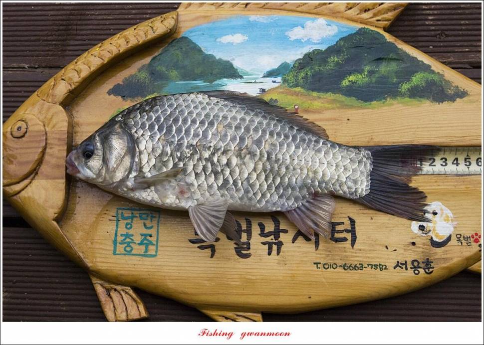 목벌 4 짜 행진 (조황조행기 - 특파원조황)