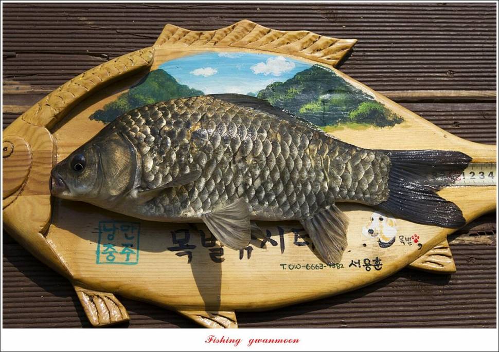 목벌 42 cm41 cm35 cm대물 조황 (조황조행기 - 특파원조황)