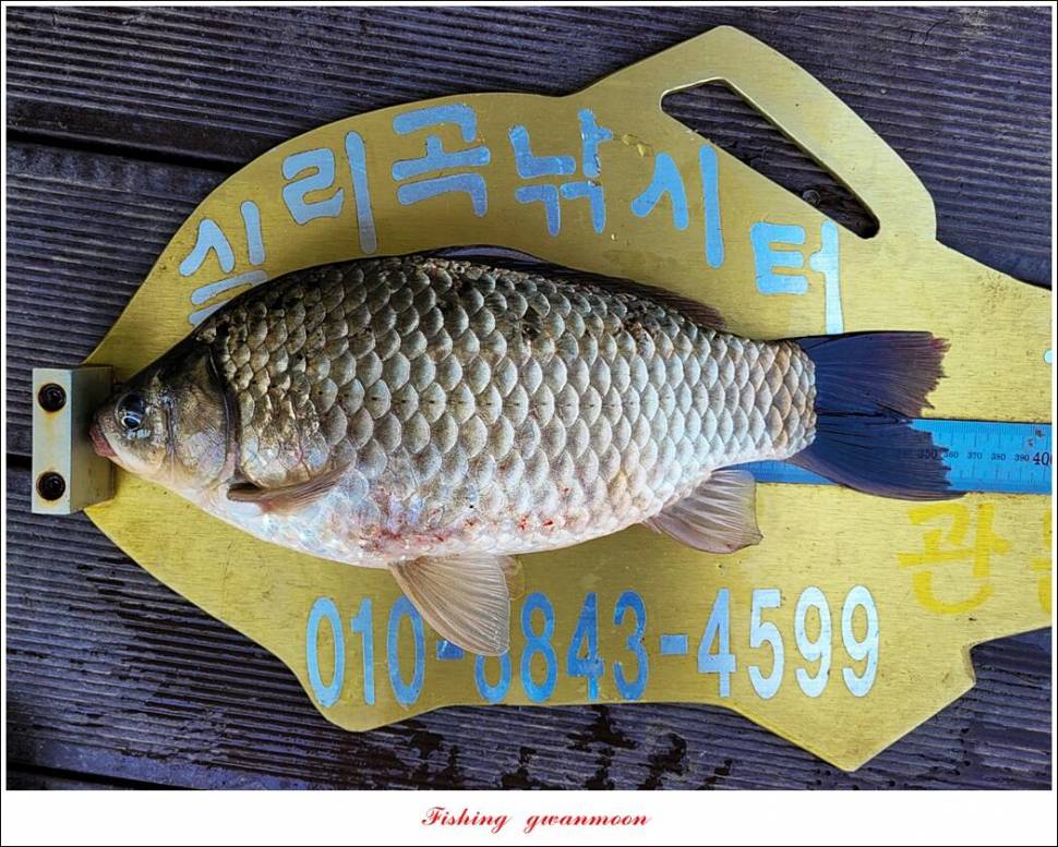 실리곡돌감 월척 조황 (조황조행기 - 특파원조황)