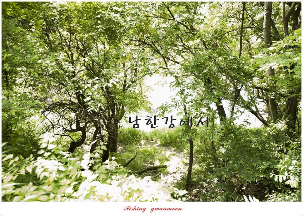 목벌 4 짜 및 남한강 4 짜 조황 (조황조행기 - 특파원조황)