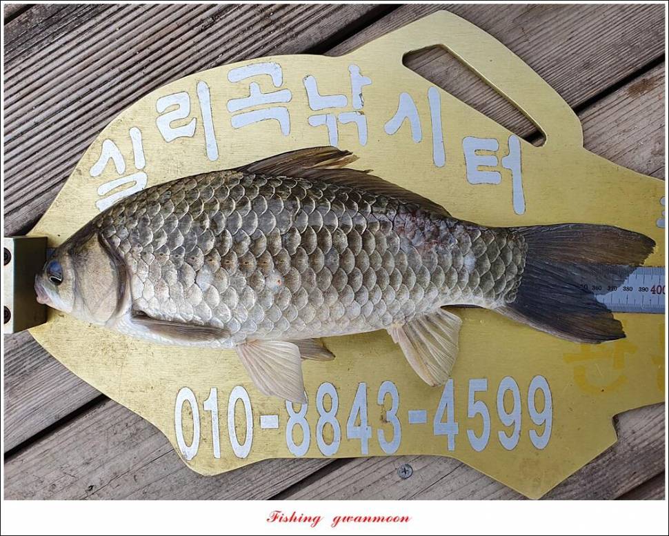 한버들 4 짜신리 4 짜실리곡 4 짜대물 조황 (조황조행기 - 특파원조황)
