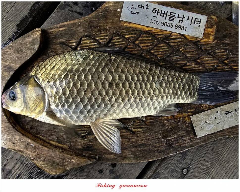 사오리 4 짜한버들 4 짜봉낚시터 조황 (조황조행기 - 특파원조황)