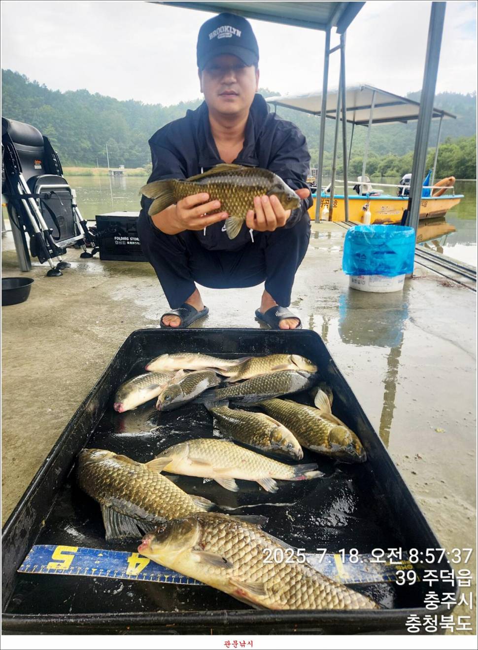 화곡지 49 cm477 cm455 cm 호조황 (조황조행기 - 특파원조황)