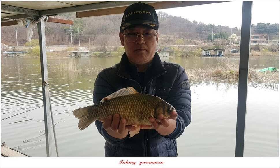 제일 39 cm 대물 조황화곡지칠성지 조황 (조황조행기 - 특파원조황)