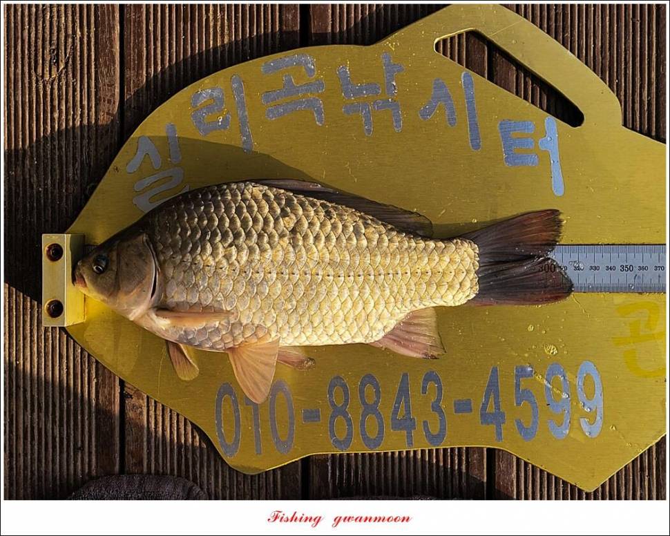 목벌 42 cm신리 41 cm408 cm실리곡 39 cm38 cm대물 조황 (조황조행기 - 특파원조황)