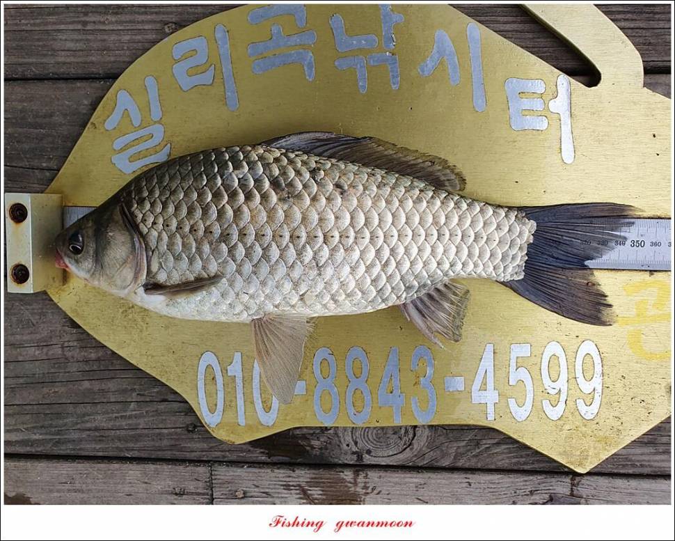 한버들 44 cm신리 415 cm41 cm실리곡 4 자돌감 4 짜화곡지 4 짜솔 37 cm 조황 정보 (조황조행기 - 특파원조황)