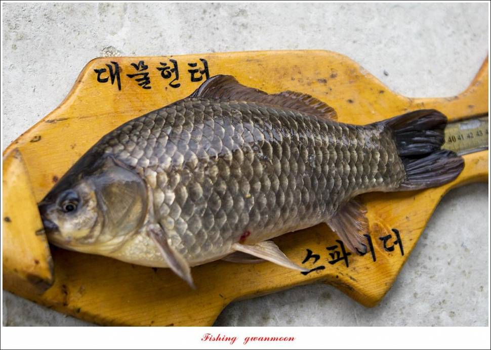 화곡지 4 짜 조황 (조황조행기 - 특파원조황)