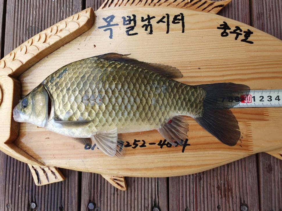 목벌 낚시터 4짜 대물붕어 꾸준한 조황 (조황조행기 - 특파원조황)