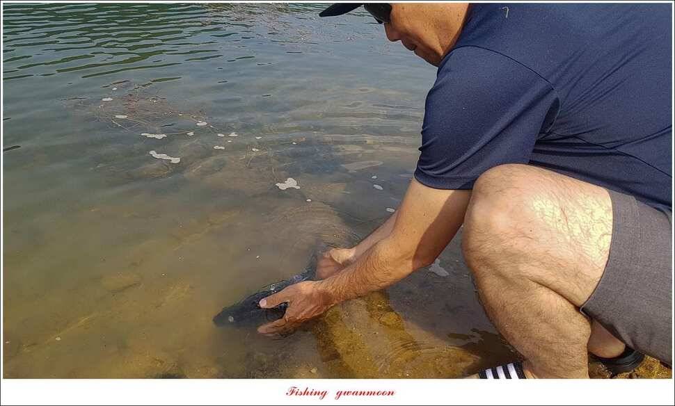 화곡지 사짜덕곡 37 cm추평지 조황 (조황조행기 - 특파원조황)