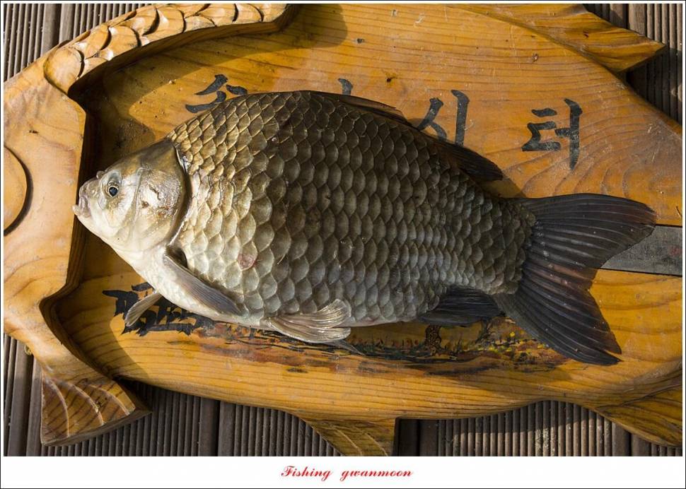종점 낚시터 4 짜솔 4 짜 및 마릿수 월척 조황 (조황조행기 - 특파원조황)