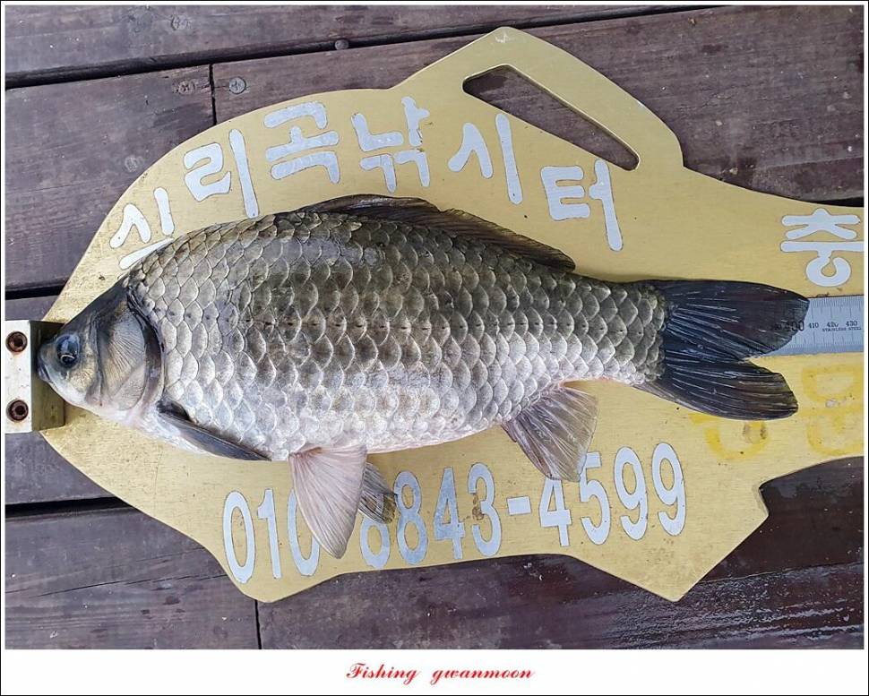 신리 47 cm한버들 415 cm실리곡 41 cm광월지 415 cm (조황조행기 - 특파원조황)