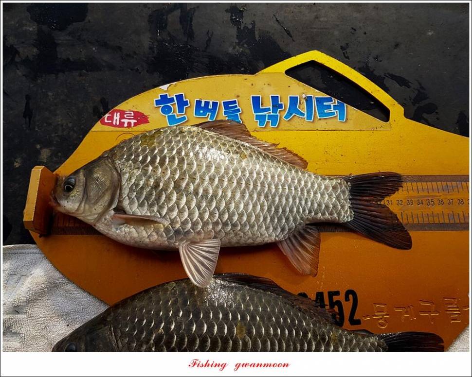 한버들 435 cm 대물 및 월척 조황 (조황조행기 - 특파원조황)