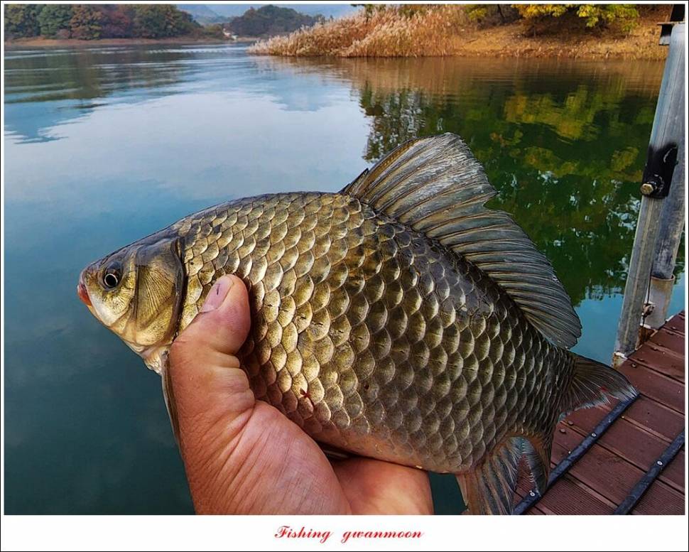 돌감 4 짜솔 39 cm38 cm마릿수 월척 조황 (조황조행기 - 특파원조황)