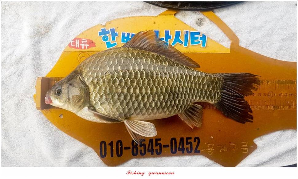 한버들 조행 및 4 짜 조황 취재 (조황조행기 - 특파원조황)