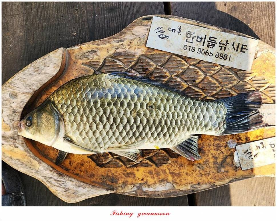 명서한버들 조황 소식 (조황조행기 - 특파원조황)